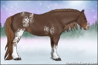 Horse Color:White Spotted Liver Chestnut Rabicano 