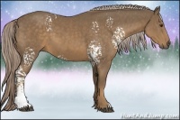 Horse Color:White Spotted Chocolate Palomino 