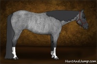 Horse Color:Blue Roan Rabicano
