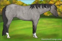 Horse Color:Smoky Grullo Roan 