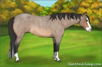 Horse Color:Buckskin Roan Splash 