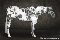 Horse Color:White Spotted Black Appaloosa 