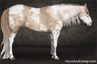 Horse Color:Chocolate Bay Pearl Sabino Splash Tobiano 