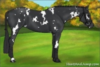Horse Color:White Spotted Black