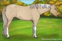 Horse Color:Palomino Roan Dun Tobiano 