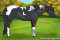Horse Color:Black Tobiano