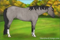 Horse Color:Grullo Roan 