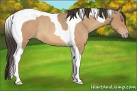Horse Color:Amber Champagne Roan Tobiano Rabicano 