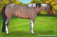 Horse Color:Bay Roan Tobiano