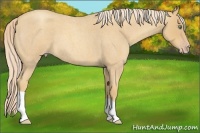Horse Color:Gold Cream Champagne Roan 