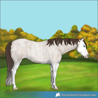 Horse Color:Classic Champagne Roan Splash