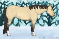 Horse Color:Buckskin Roan Dun
