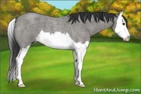 Horse Color:Grullo Roan Splash 