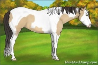 Horse Color:Amber Champagne Dun Splash Tobiano 