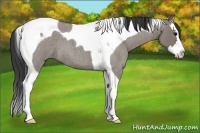 Horse Color:Grullo Roan Splash Tobiano