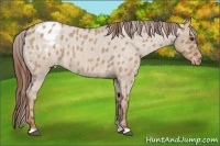 Horse Color:Red Dun Roan Varnish 