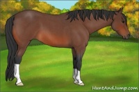 Horse Color:Bay Roan 
