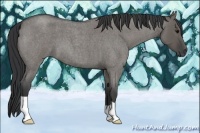 Horse Color:Grullo Roan 