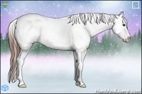 Horse Color:White Spotted Bay Ice Splash Appaloosa Rabicano 