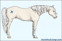 Horse Color:Silver Perlino Dun 