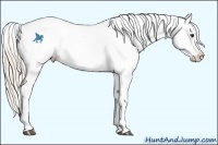 Horse Color:Palomino Appaloosa 