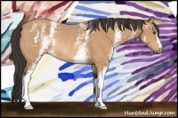 Horse Color:White Spotted Buckskin Rabicano 