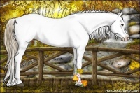 Horse Color:Liver Chestnut Appaloosa 