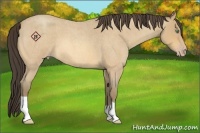Horse Color:Amber Cream Champagne Roan