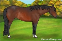 Horse Color:Bay Rabicano 