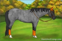 Horse Color:Blue Roan 