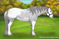 Horse Color:Blue Roan Splash Appaloosa Rabicano