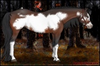 Horse Color:Bay Frame