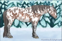 Horse Color:Bay Ice Roan Near Leopard