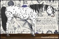 Horse Color:Blue Roan Near Leopard 