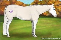Horse Color:Cremello Splash 
