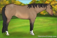 Horse Color:Bay Roan Dun