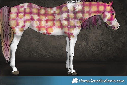 Horse Color:Plaid White Spotted Buckskin Splash Tobiano