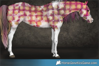 Horse Color:Plaid White Spotted Buckskin Splash Tobiano