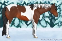 Horse Color:Bay Tobiano 