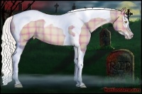 Horse Color:Plaid  Silver Grullo Pearl Sabino Splash Tobiano 