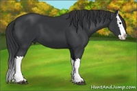Horse Color:Black Splash 