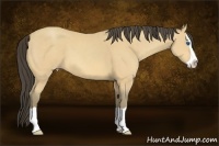 Horse Color:Amber Cream Champagne Splash 
