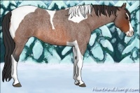 Horse Color:Bay Roan Splash Tobiano 