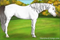 Horse Color:White Spotted Classic Champagne Dun Splash 