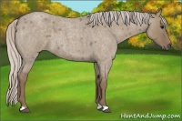 Horse Color:Silver Grullo Roan 