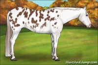 Horse Color:Chestnut Appaloosa Rabicano