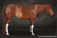 Horse Color:Chocolate Buckskin  and Chocolate Bay 