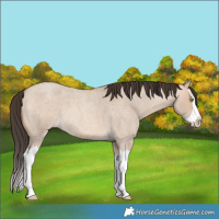Horse Color:Amber Champagne Roan Dun Splash