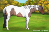 Horse Color:Bay Roan Tobiano