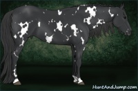 Horse Color:White Spotted Black